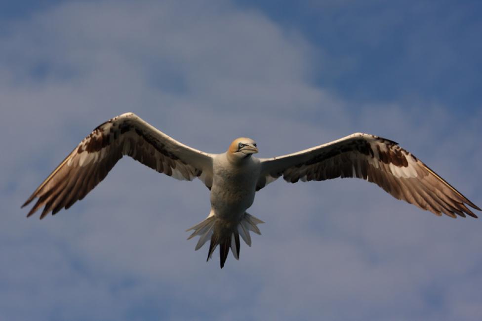 Vuelo de inmaduro ventral